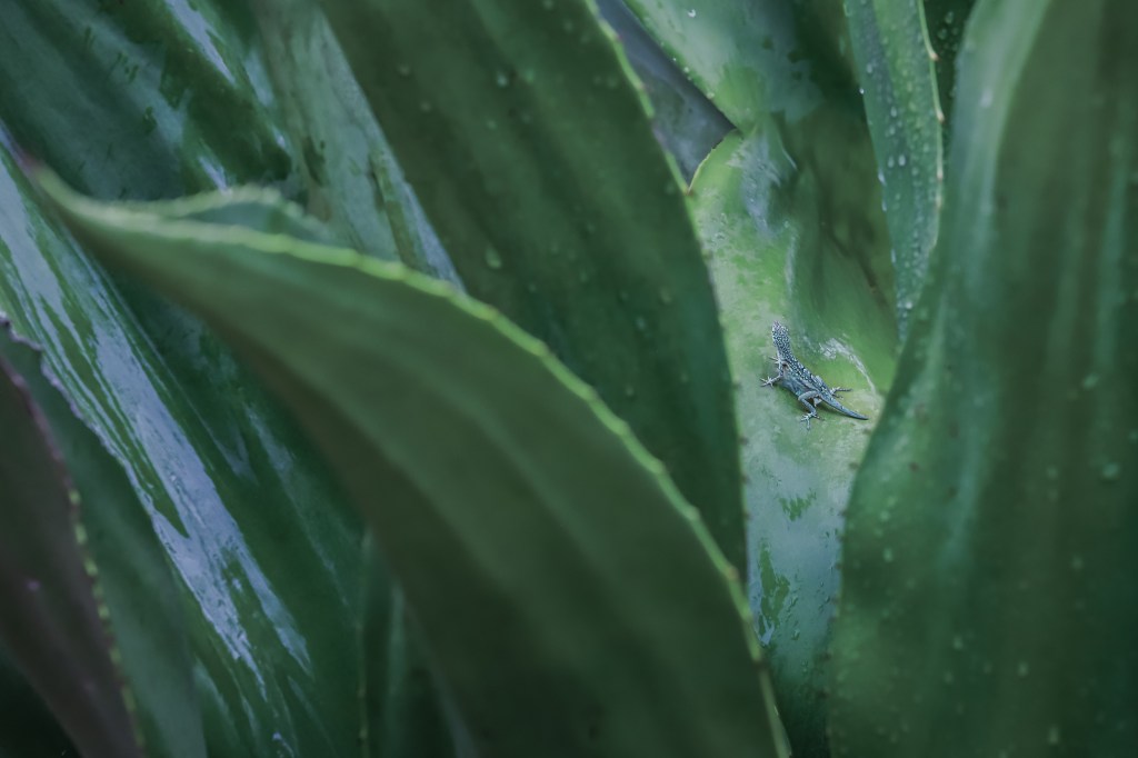 Lizard, Cayman Islands