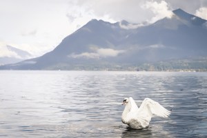 Swan in Stresa, Italy