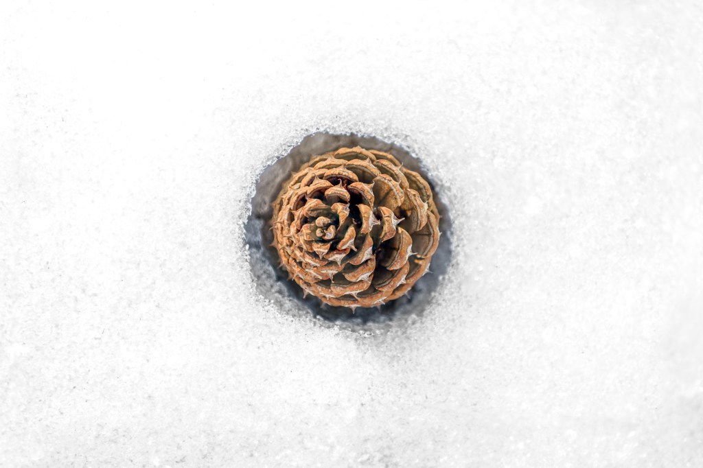 Pine cone, Buffalo Creek, CO