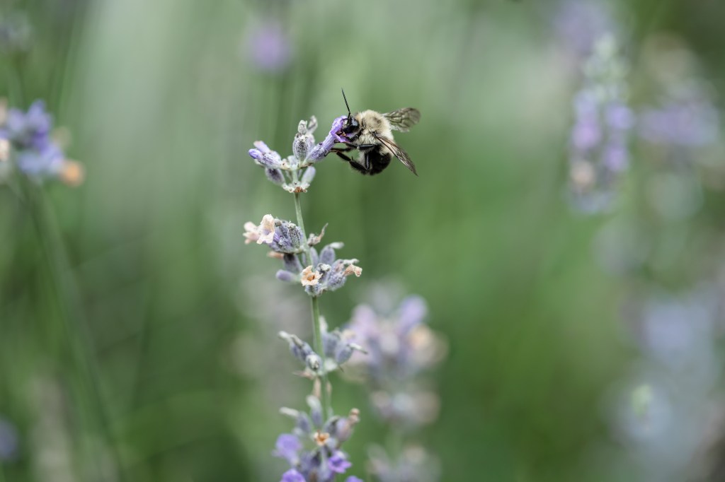 Bee, Telluride 