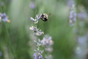 Bee, Telluride