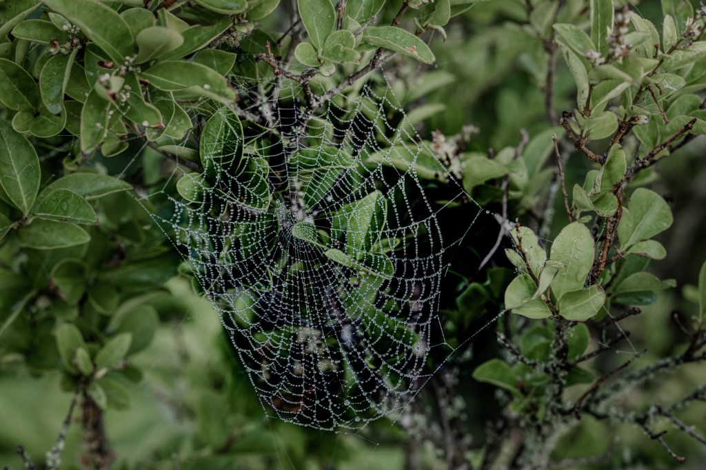Spiderweb with dew