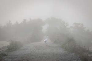 Great Egret, Edgardtown
