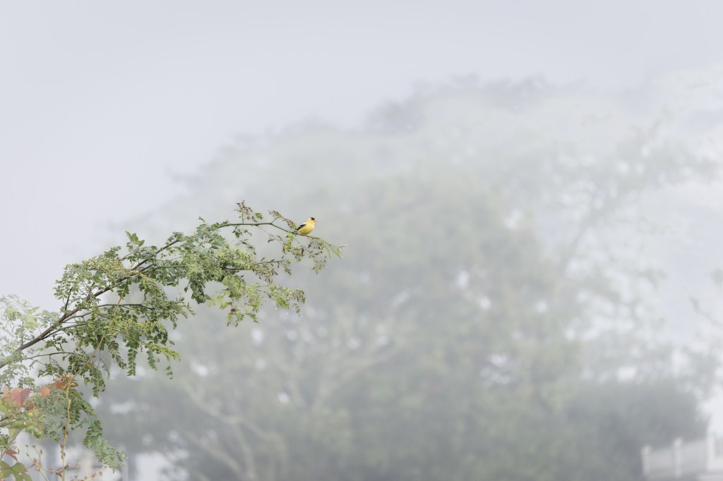 Yellow Bird Edgardtown