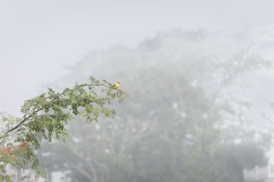 Yellow Bird Edgardtown