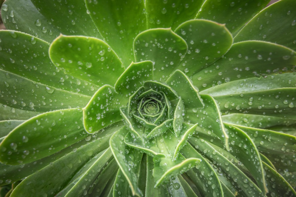 Solana Beach Succulent  Dew Drops