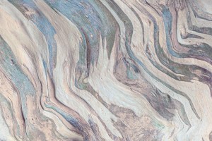 Solana Beach Bark, Eucalyptus tree