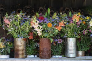 Morning Glory Farm Flowers
