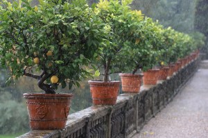 Lemon Trees, Stresa Italy