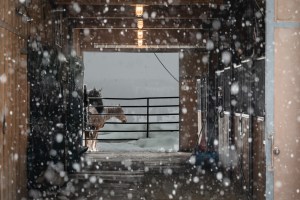 Horses barn, Winter Park Colorado