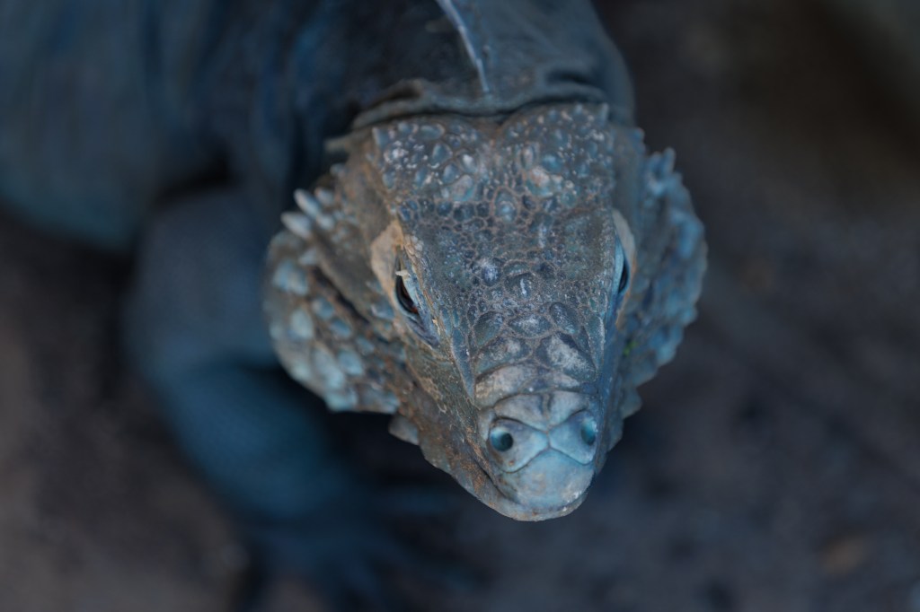 Blue Iguana, Cayman Islands